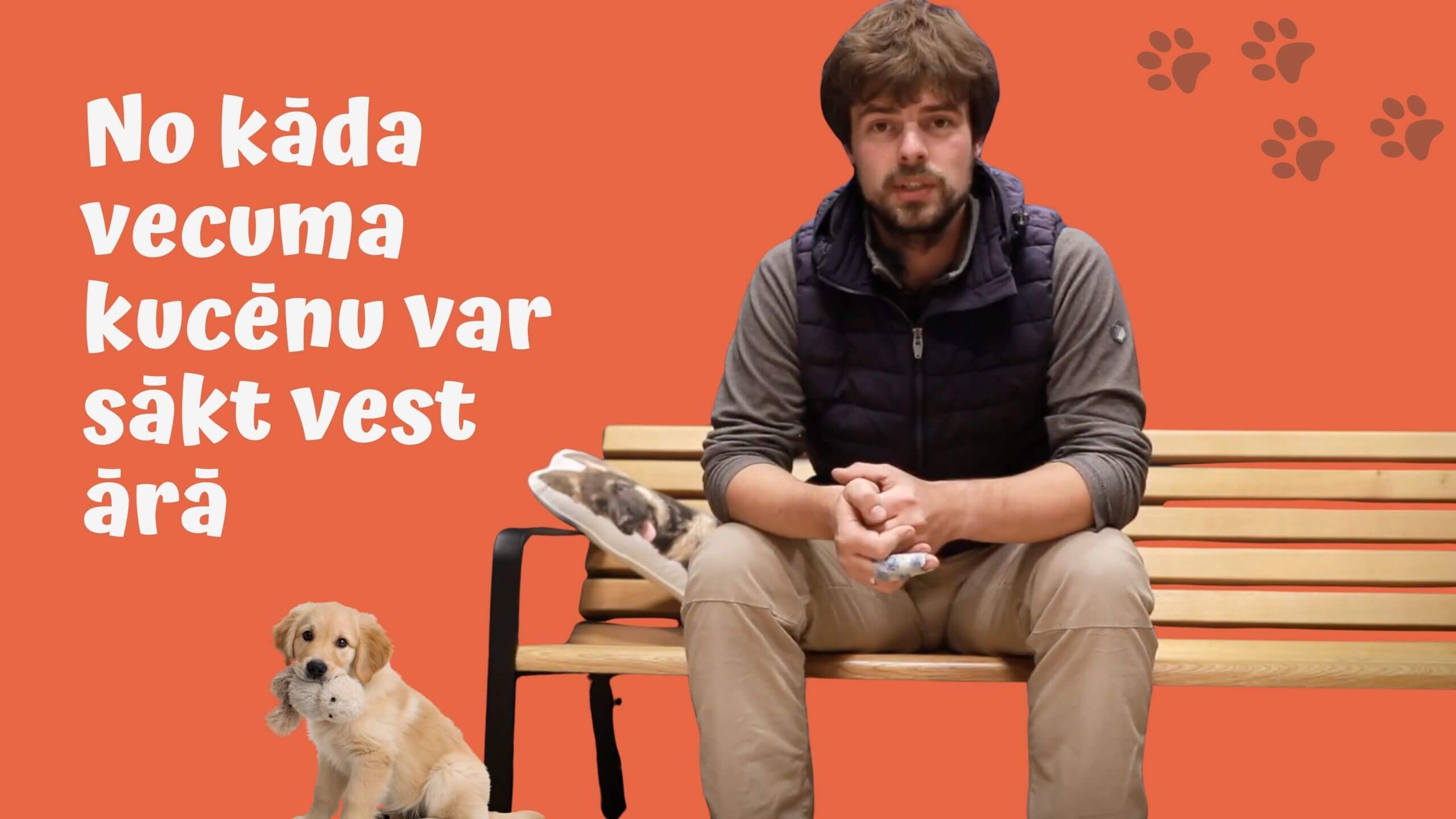 Kucēnu socializācija: no kāda vecuma kucēnu vest ārā. Zeltainā retrīvera kucēns un speciālists uz oranža fona.