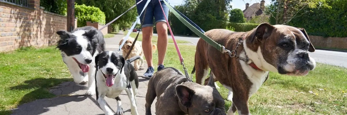 Pavadas suņiem - ūdensizturīgas, viegli kopjamas