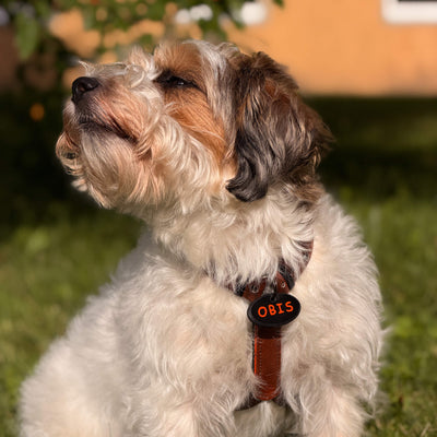 Dog ID Tag with Name and Phone Number