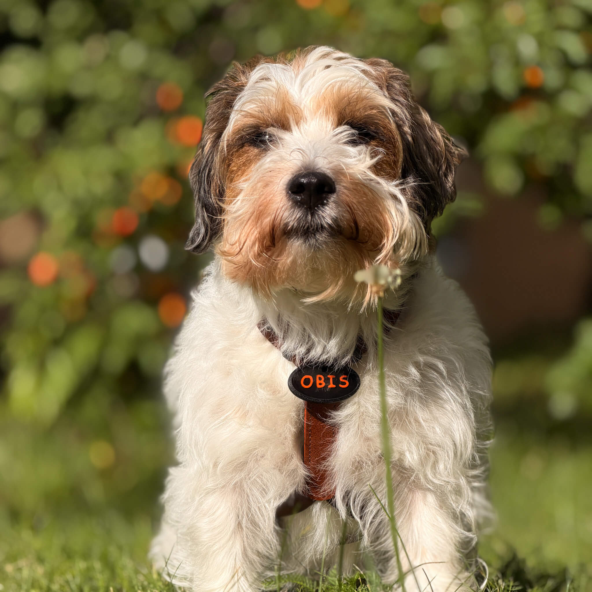Dog ID Tag with Name and Phone Number